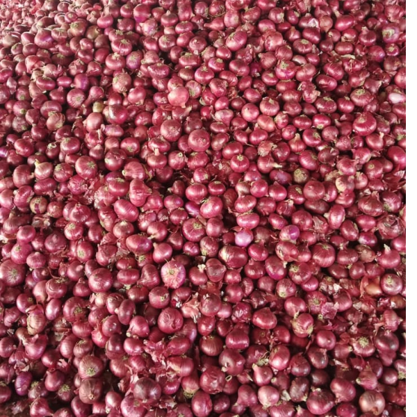 nashik onion exporter