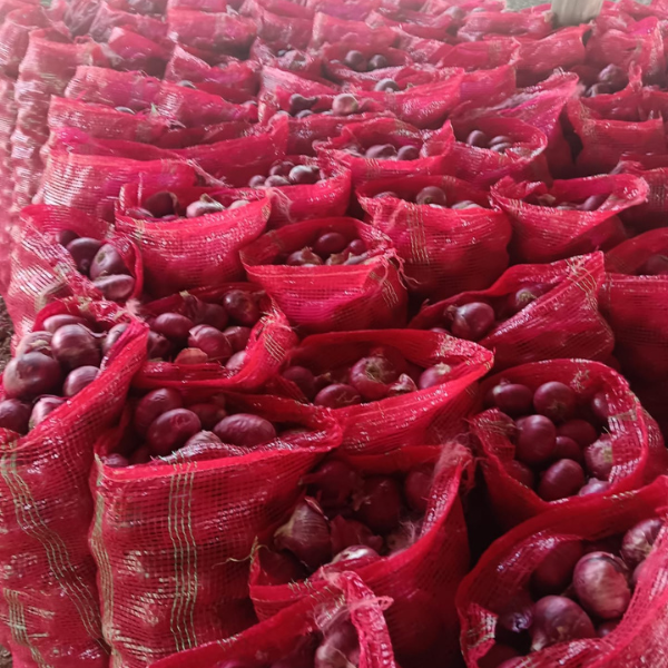onion exporter from nashik