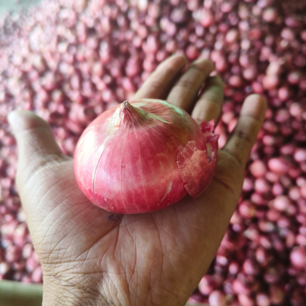 onion suppier from nashik