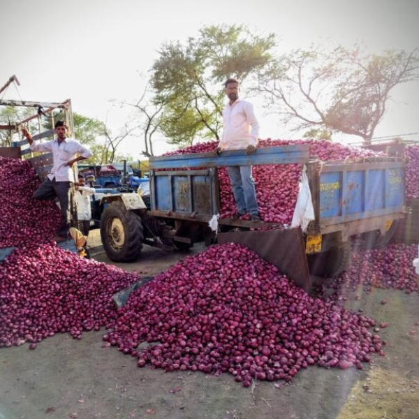 wholesale onion supplier from nashik
