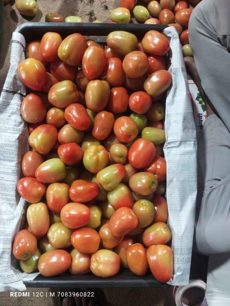 tomato from nashik