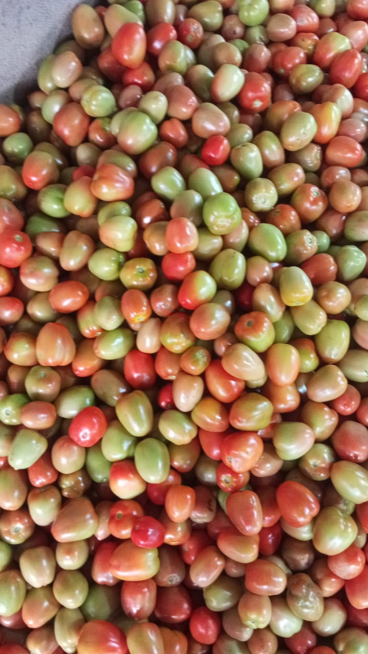 tomato supplier from nashik